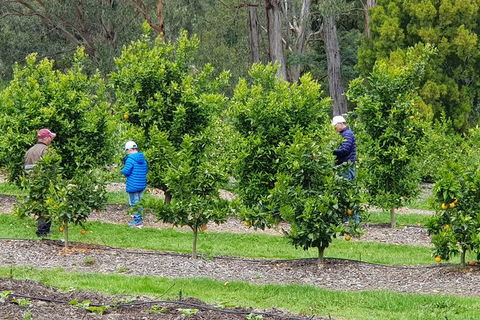 Day Tour Of Yarra Valley Puffing Billy And Rayners Orchard - Attractions Melbourne 1