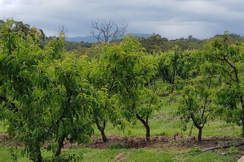 Day Tour Of Yarra Valley Puffing Billy And Rayners Orchard - Attractions Melbourne 41