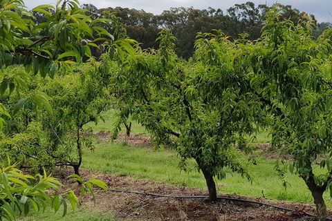 Day Tour Of Yarra Valley Puffing Billy And Rayners Orchard - Attractions Melbourne 49