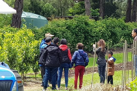 Day Tour Of Yarra Valley Puffing Billy And Rayners Orchard - Attractions Melbourne 16