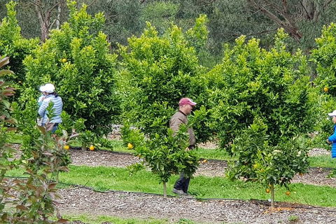 Day Tour Of Yarra Valley Puffing Billy And Rayners Orchard - Attractions Melbourne 34
