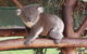 Very Best Of Perth Tour - Wildlife Park & City Highlights Tour - thumb 5