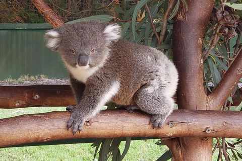 Very Best Of Perth Tour - Wildlife Park & City Highlights Tour - Attractions Melbourne 5