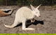 Very Best Of Perth Tour - Wildlife Park & City Highlights Tour - thumb 4