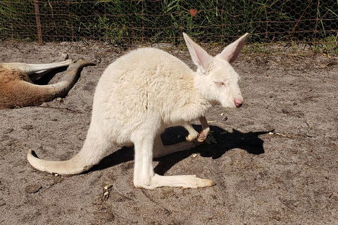 Very Best Of Perth Tour - Wildlife Park & City Highlights Tour - Attractions Melbourne 4