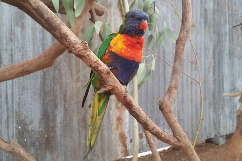 Very Best Of Perth Tour - Wildlife Park & City Highlights Tour - Attractions Melbourne 11