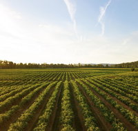 Snapshot Half Day Winery Tour - Attractions Melbourne