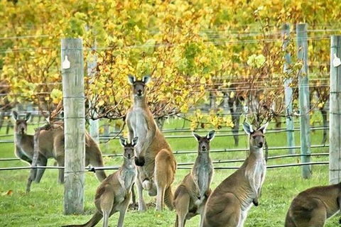 Sweeties Tour With A Difference - Attractions Melbourne 7