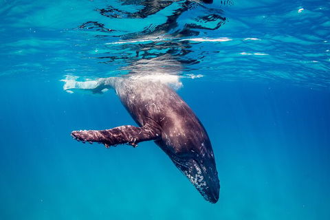 Life On Ningaloo Swimming Tour In Exmouth - Attractions Melbourne 5