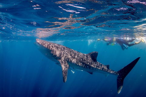 Life On Ningaloo Swimming Tour In Exmouth - Attractions Melbourne 2