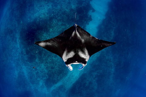 Life On Ningaloo Swimming Tour In Exmouth - Attractions Melbourne 3