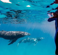 Life on Ningaloo Swimming Tour in Exmouth - Attractions Melbourne
