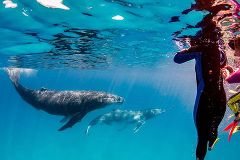 Life On Ningaloo Swimming Tour In Exmouth - Attractions Melbourne 0