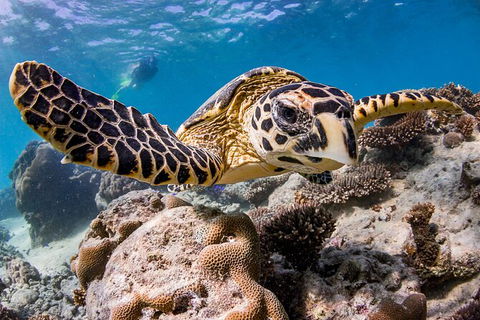 Life On Ningaloo Swimming Tour In Exmouth - Attractions Melbourne 1