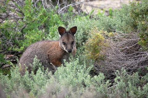 Pink Lake + Abrolhos Islands Nature Tour - Attractions Melbourne 2