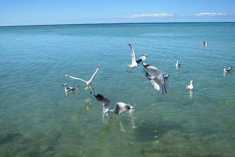 Pink Lake + Abrolhos Islands Nature Tour - Attractions Melbourne 4