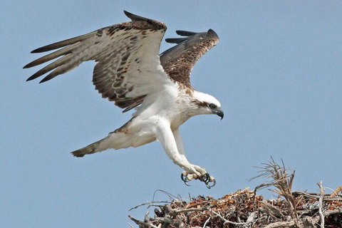 Pink Lake + Abrolhos Islands Nature Tour - Attractions Melbourne 5