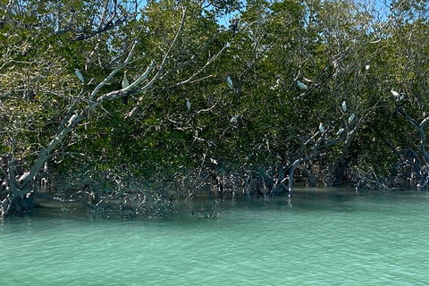 Scenic And Prehistoric Boat Tour - Attractions Melbourne 7