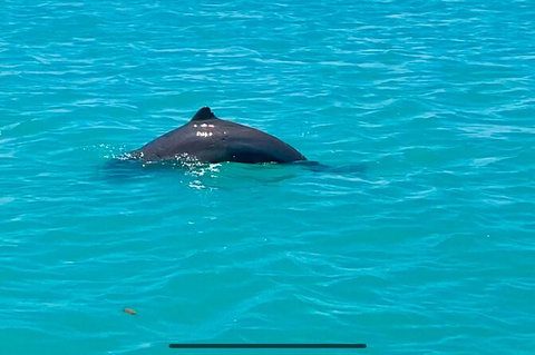 Scenic And Prehistoric Boat Tour - Attractions Melbourne 23