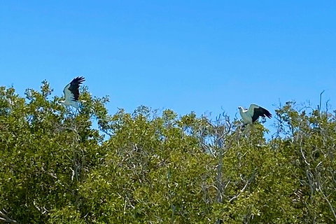 Scenic And Prehistoric Boat Tour - Attractions Melbourne 1