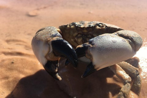 Scenic And Prehistoric Boat Tour - Attractions Melbourne 14