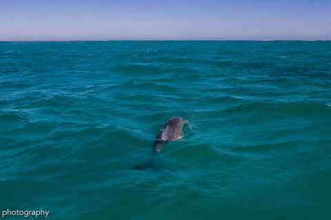 Ningaloo Immersion Private Charter - Attractions Melbourne 1
