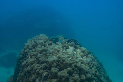 Ningaloo Immersion Private Charter - Attractions Melbourne 4