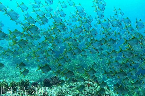 Single Boat Dive - Attractions Melbourne 3