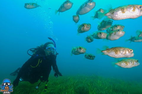 Single Boat Dive - Attractions Melbourne 5