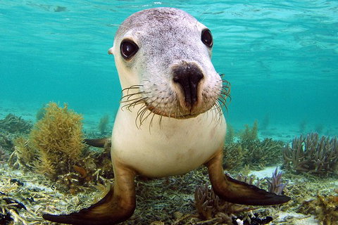 Abrolhos Islands 5 Day Tours - Attractions Melbourne 6