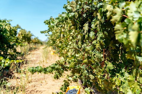 The Non-Touristy Swan Valley Private Day Trip & Wine Tastings - Attractions Melbourne 6