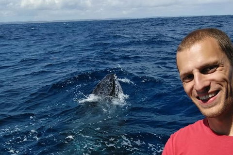 Whale Watching Boat Tour In Geraldton - Attractions Melbourne 2
