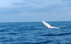 Whale Watching Boat Tour In Geraldton - thumb 0