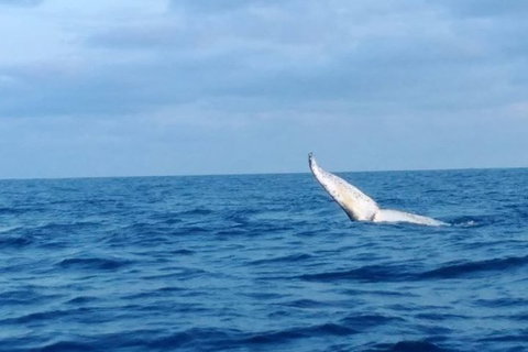 Whale Watching Boat Tour In Geraldton - Attractions Melbourne 0