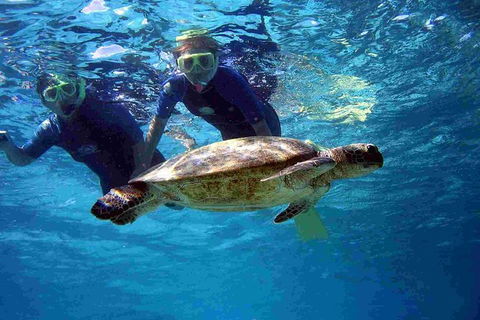 Full-Day Whale Sharks Swimming Experience On Ningaloo Reef - Attractions Melbourne 7