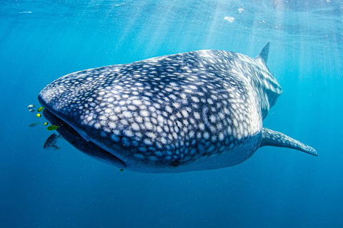 Full-Day Whale Sharks Swimming Experience On Ningaloo Reef - Attractions Melbourne 9