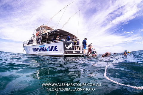 Full-Day Whale Sharks Swimming Experience On Ningaloo Reef - Attractions Melbourne 13