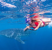 Full-Day Whale Sharks Swimming Experience on Ningaloo Reef - Attractions Melbourne