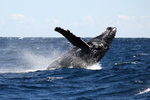 Full-Day Whale Sharks Swimming Experience On Ningaloo Reef - Attractions Melbourne 8