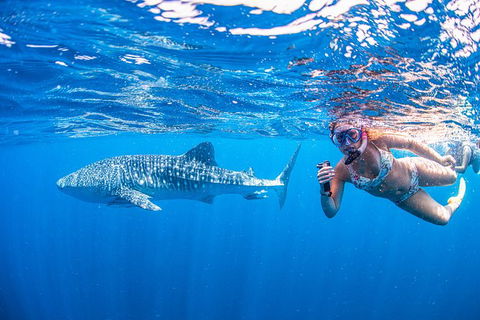 Full-Day Whale Sharks Swimming Experience On Ningaloo Reef - Attractions Melbourne 17