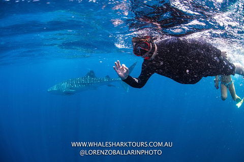 Full-Day Whale Sharks Swimming Experience On Ningaloo Reef - Attractions Melbourne 2