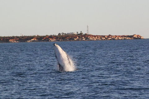 AOC Broome Whale Watching - Attractions Melbourne 2