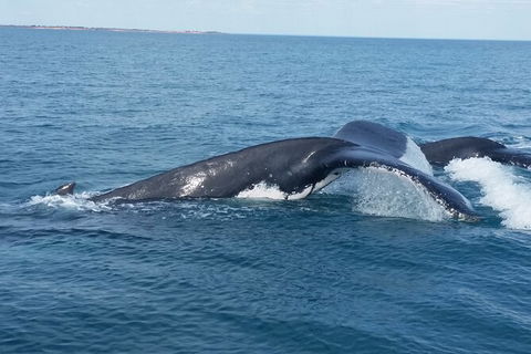 AOC Broome Whale Watching - Attractions Melbourne 1