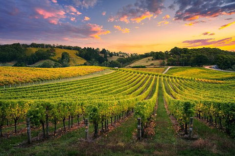 Swan Valley Sunset Wine Tour - Premium Small Group Tour - Attractions Melbourne 0