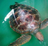 Australian Seabird Rescue - Attractions Melbourne
