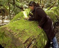 Book Glen Innes Accommodation Vacations Attractions Melbourne Attractions Melbourne