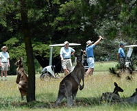 Glen Innes Golf Club