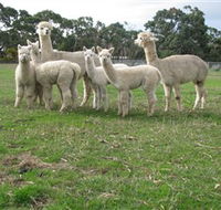 Blackgate Lodge Alpaca Stud - Attractions Melbourne