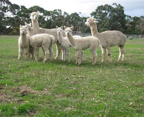 Blackgate Lodge Alpaca Stud - Attractions Melbourne 0