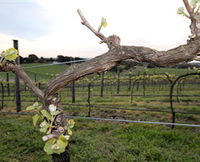 Book Drysdale Accommodation Vacations Attractions Melbourne Attractions Melbourne